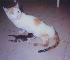Mutterkatze mit Kind